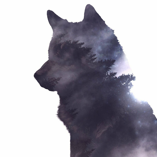 Diibologie (Pack)