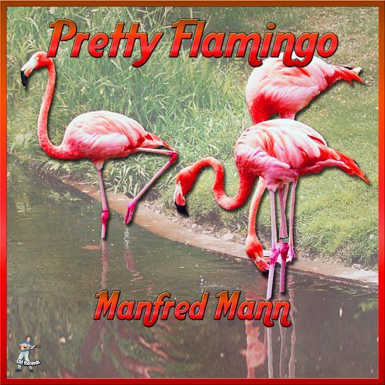 Pretty Flamingos