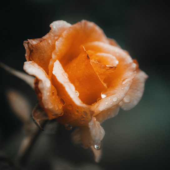 Gentle Is the Rain