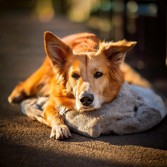 Quiet Moments for Dogs��� Serenity