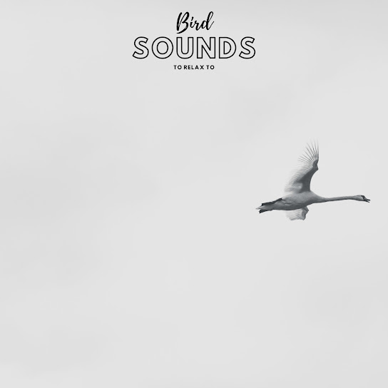 Bird Sounds To Relax To