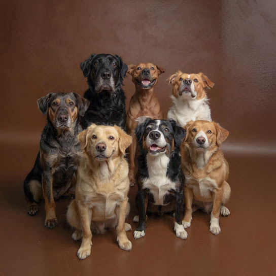 Adopt, don’t shop!