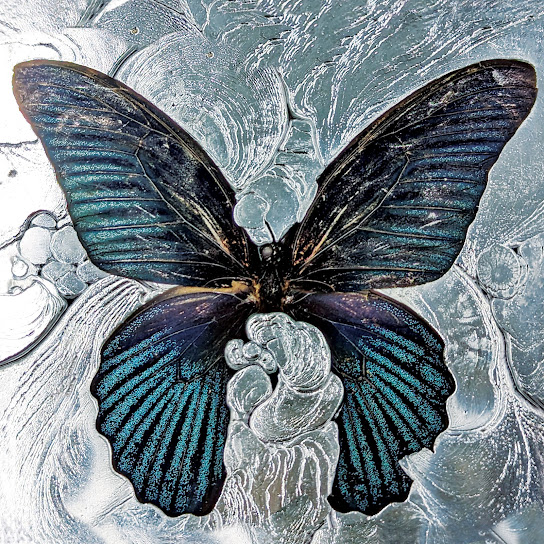 Nymph_o