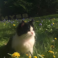 Kira