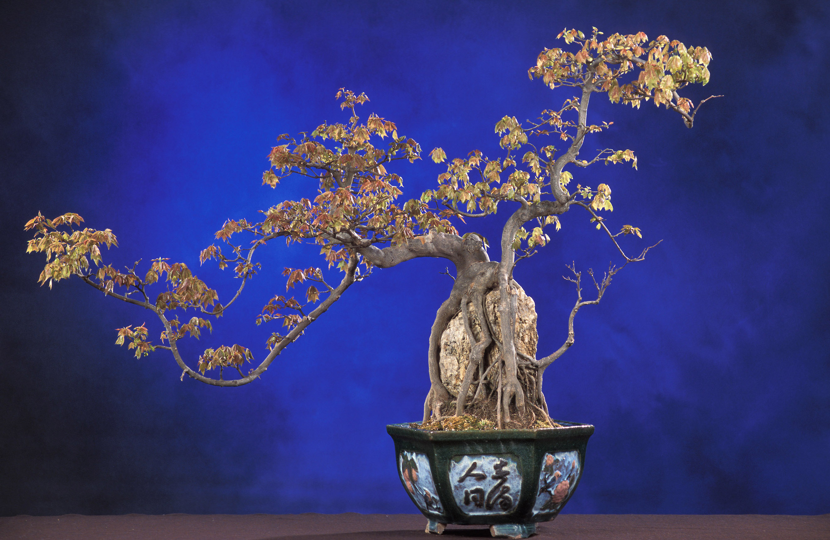 The Bonsai