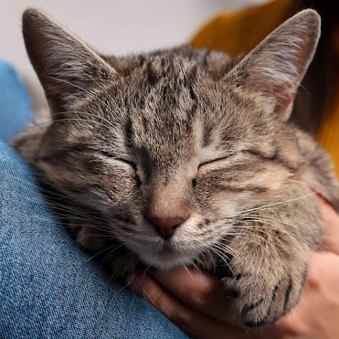 Música para dormir Gatos